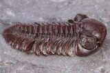 Red Austerops Trilobite - Hmar Laghdad, Morocco #222456-1